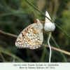 argynnis niobe akhaltsikhe female 1